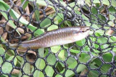 Phyrrulina australis