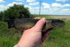 Hoplerythrinus unitaeniatus