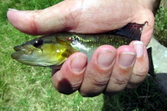 Crenicichla lepidota