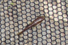 Hisonotus sp., Weibchen