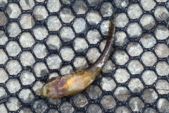 Hisonotus sp., Weibchen