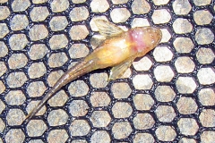 Hisonotus sp., Weibchen