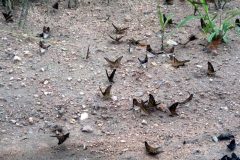 paraguay-06107