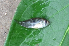 Cichlasoma dimerus?