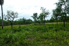 Nach San Carlos del río Apa - typische Landschaft