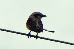 paraguay-06202