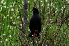 Schneckenweih (Rostrhamus sociabilis)