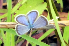 paraguay-04204