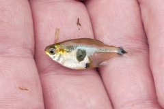 Serrapinnus notomelas?