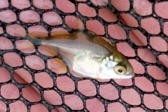 Serrapinnus notomelas?