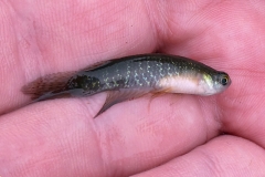 Pterolebias longipinnis