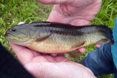 Hoplerythrinus unitaeniatus