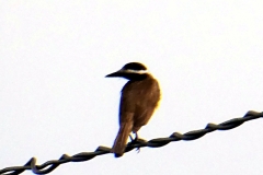 Schwefeltyrann (Pitangus sulphuratus)