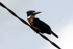 Amazonasfischer (Chloroceryle amazona)