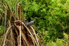 Rotbrustfischer ( Megaceryle torquata)