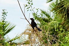 Glattschnabelani (Crotophaga ani)