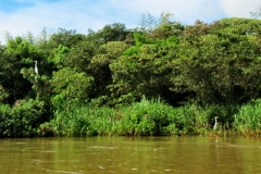 Río Paraná bei Coratei