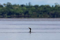 Olivenscharbe (Phalacrocorax brasilianus)