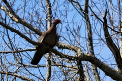 Picazuro-Taube (Columba picazuro)