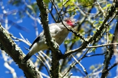 Schwarzschwanz-Tityra (Tityra cayana), Weibchen