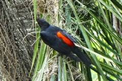 Rotrücken-Stirnvogel (Cacicus haemorrhous)