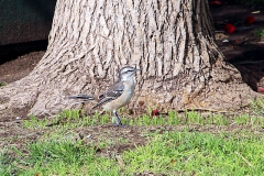Camposspottdrossel (Mimus saturninus)