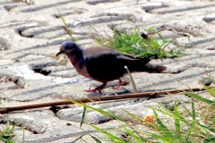Ohrflecktaube (Zenaida auriculata)