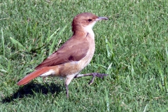 Rost-Töpfervogel (Furnarius rufus)