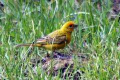 Safranammer (Sicalis flaveola)