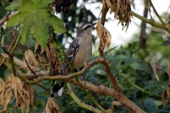 Camposspottdrossel (Mimus saturninus)