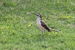 Camposspottdrossel (Mimus saturninus)