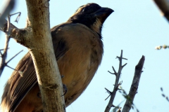 Graukuhstärling (Agelaioides badius)