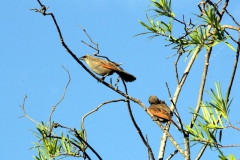 Graukuhstärling (Agelaioides badius)