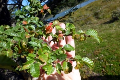 Magellan-Südbuche (Nothofagus betuloides)