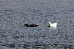 Magellangans (Chloephaga picta)