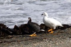 Magellangans (Chloephaga picta)