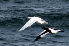 Magellangans (Chloephaga picta)