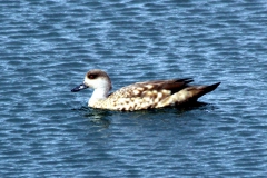 Versicolorente/Buntschnabelente (Anas versicolor)