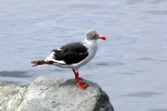 Blutschnabelmöwe (Leucophaeus scoresbii)