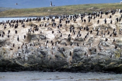 Königskormorane (Phalacrocorax albiventer)