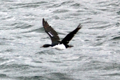 Königskormorane (Phalacrocorax albiventer)