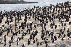 Königskormorane (Phalacrocorax albiventer)