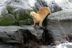 Mähnenrobbe (Otaria flavescens)