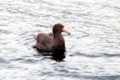 Riesensturmvogel (Macronectes giganteus)