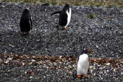 Eselspinguin (Pygoscelis papua)