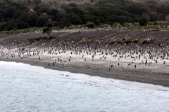 Pinguin-Kolonie im Beagle-Kanal