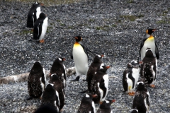 Königspinguine und Eselpinguine