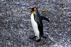 Königspinguin (Aptenodytes patagonica)