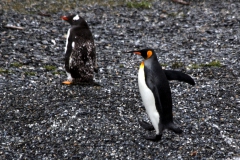 Königspinguin und Eselpinguin