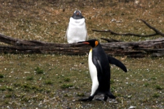 Königspinguin und Eselpinguin